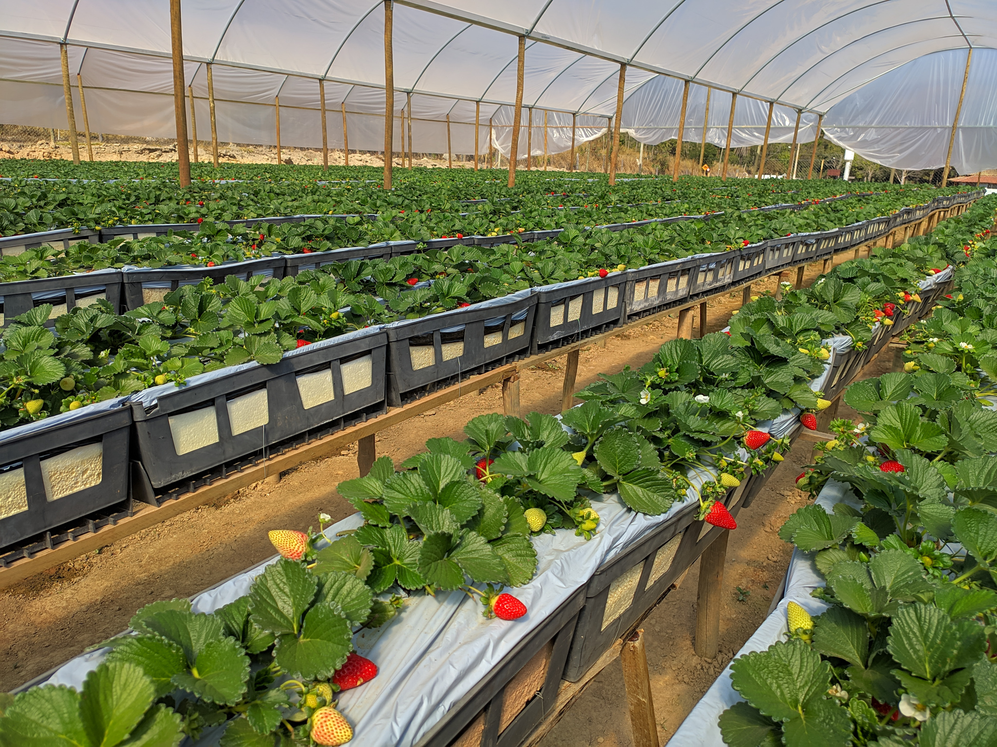 /20720Morango semi-hidropônico.jpg